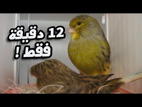 فيديو: كيف يعمل الكناري؟