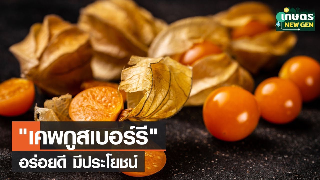 “เคพกูสเบอร์รี” อร่อยดี มีประโยชน์ ตลาดคนรักสุขภาพต้องการสูง | เกษตรนิวเจน