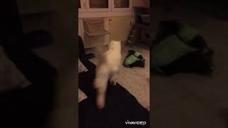 Ragdoll playing like a dog #ragdoll #lilac #kitten #dog