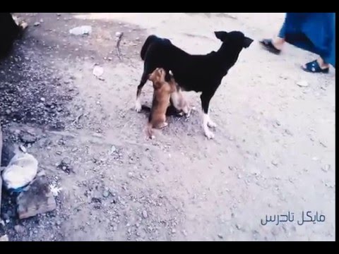  عينى على الام