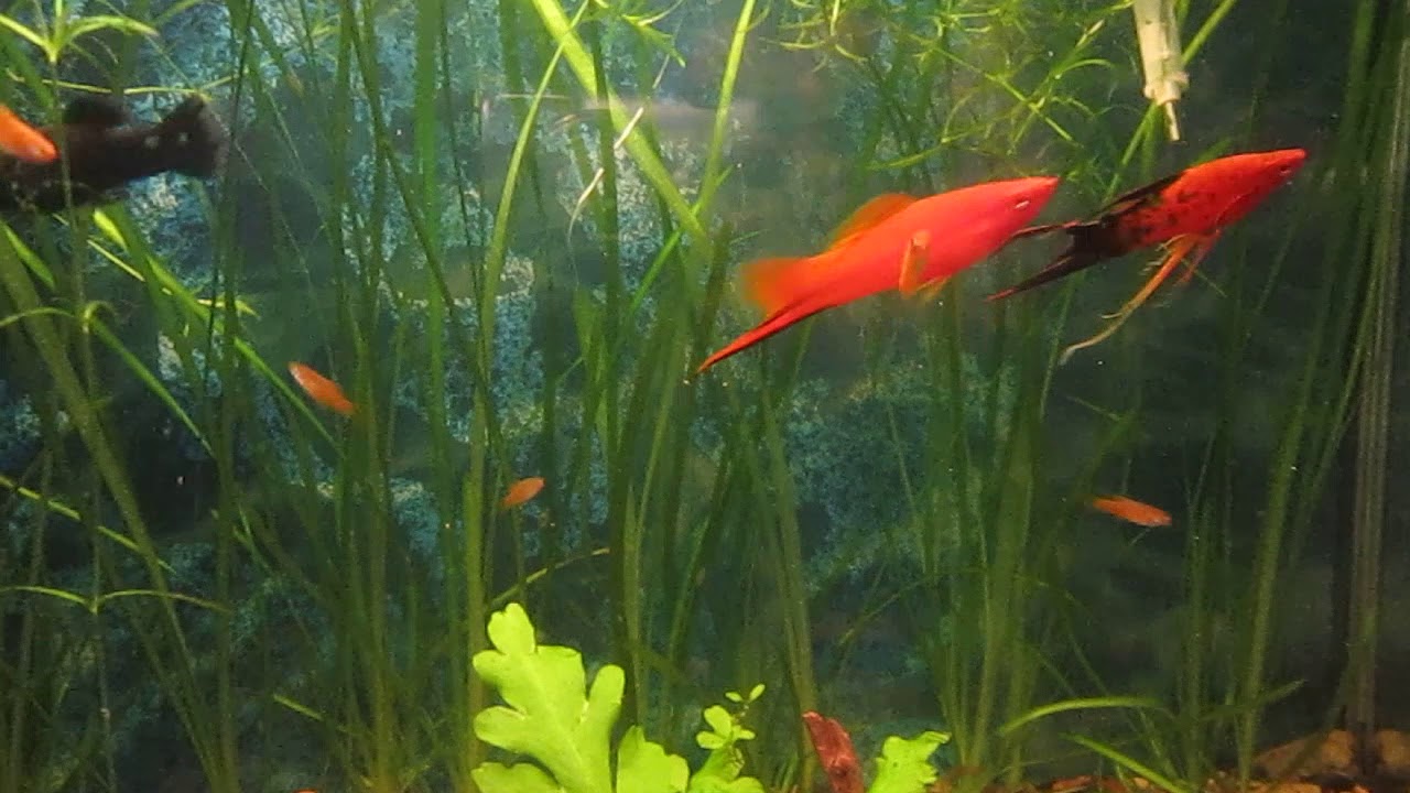 Мальки меченосцев 1 день Мальки меченосцев 1 день