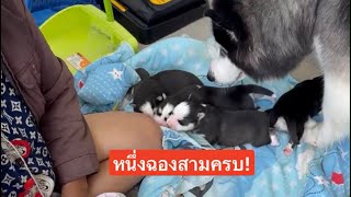 ยายเลิกทำความสะอาดได้ไหมนับเหนื่อยละเนี่ย