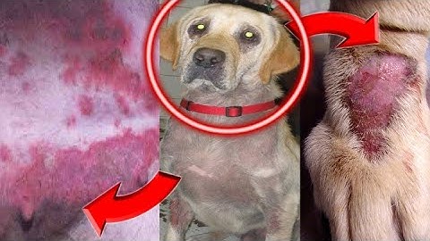 Homeless and Rescued dog with deadly Leech attack & skin infections almost dying of starvation