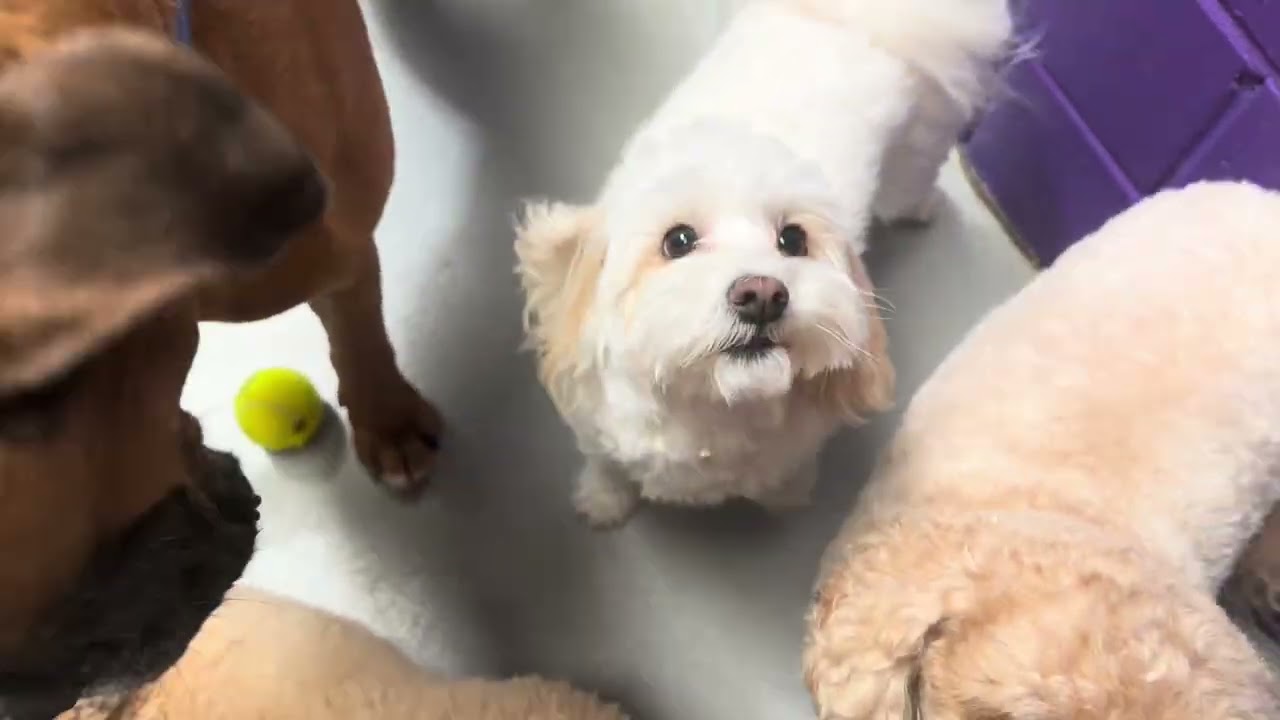 Enrichment in Action | Calm, Confident Dogs of Perth