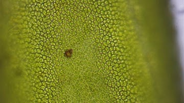 Bio Practical 2 chara Video