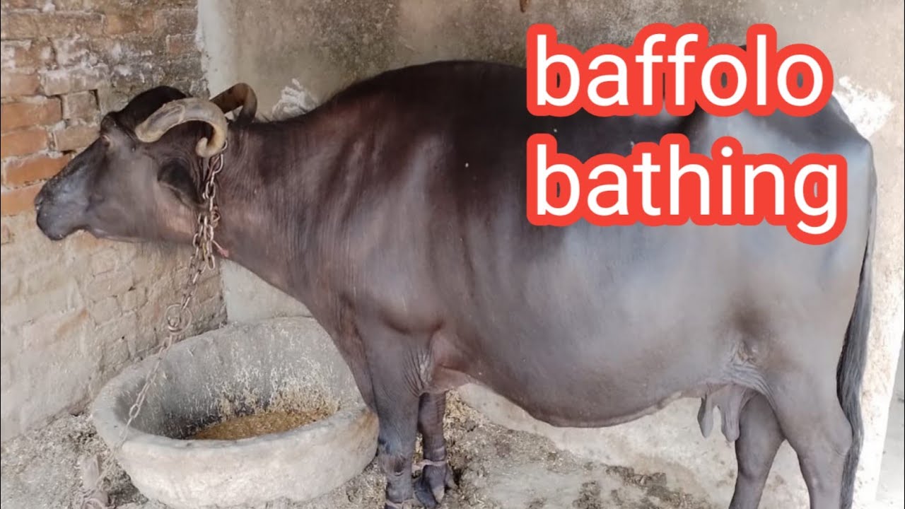 village buffalo bathing | daily routine blog | village blogger