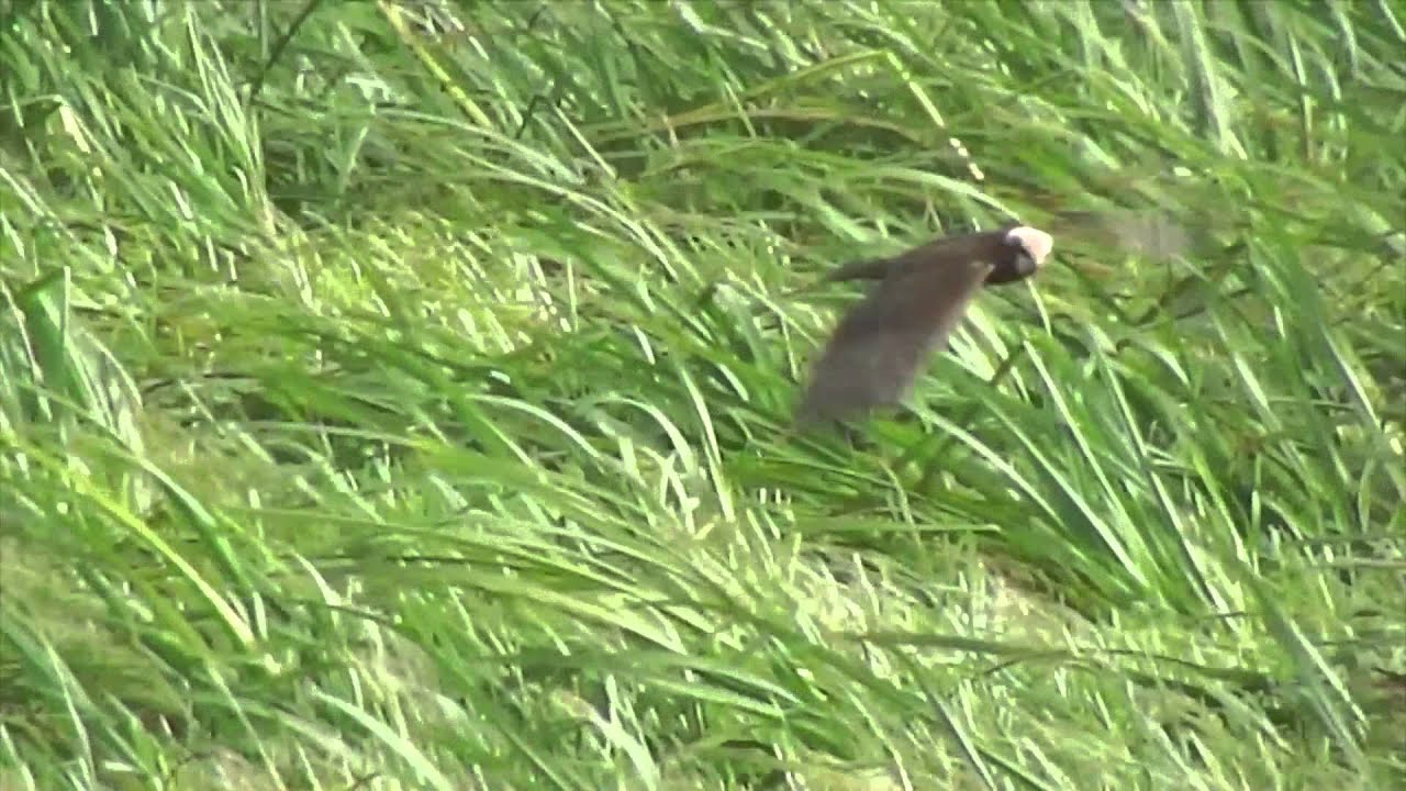 RSPB Ouse Washes: Kinfishers & Marsh Harriers