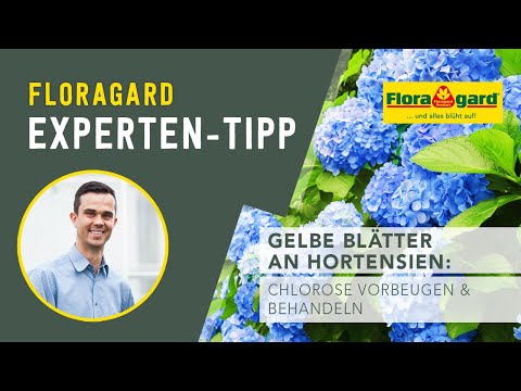 Floragard Experten-Tipp: Gelbe Blätter an Hortensien - Chlorose vorbeugen und behandeln