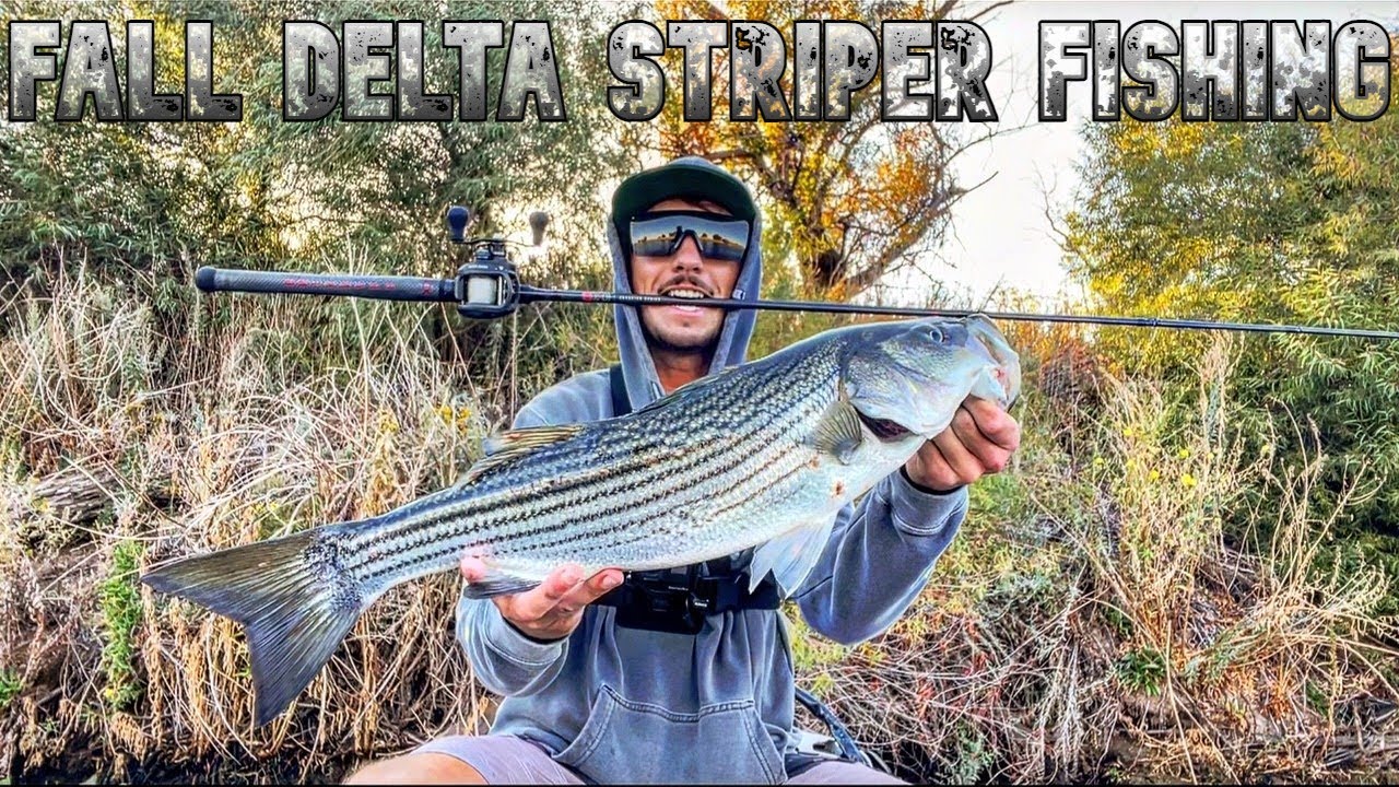 Fall Ca Delta Striper Fishing Non Stop Topwater Action Delta