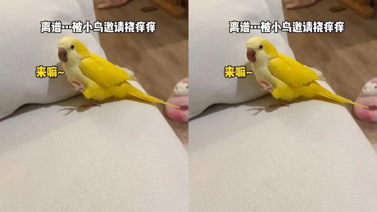 有一只妈宝鸟是种什么体验？ #万物可爱计划#萌宠#TCL空调#TCL小蓝翼P6Plus#小蓝翼AI健康空调