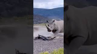 Rhino vs  Lions The Unlikely Standoff #animallife #youtubeshorts  #fypシ゚viral