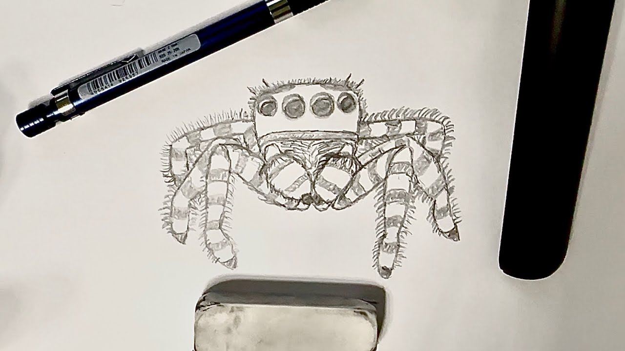Jumping Spider Step by Step How To Draw Drawing Tutorial / Draw Along Tutorial (Fixed ReUpload)