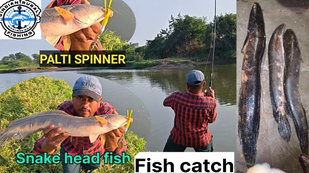 PALTY SPINNER || AMAZING RESULT ||BACK TO BACK BIG SNAKE HEAD FISH ATTACK ||