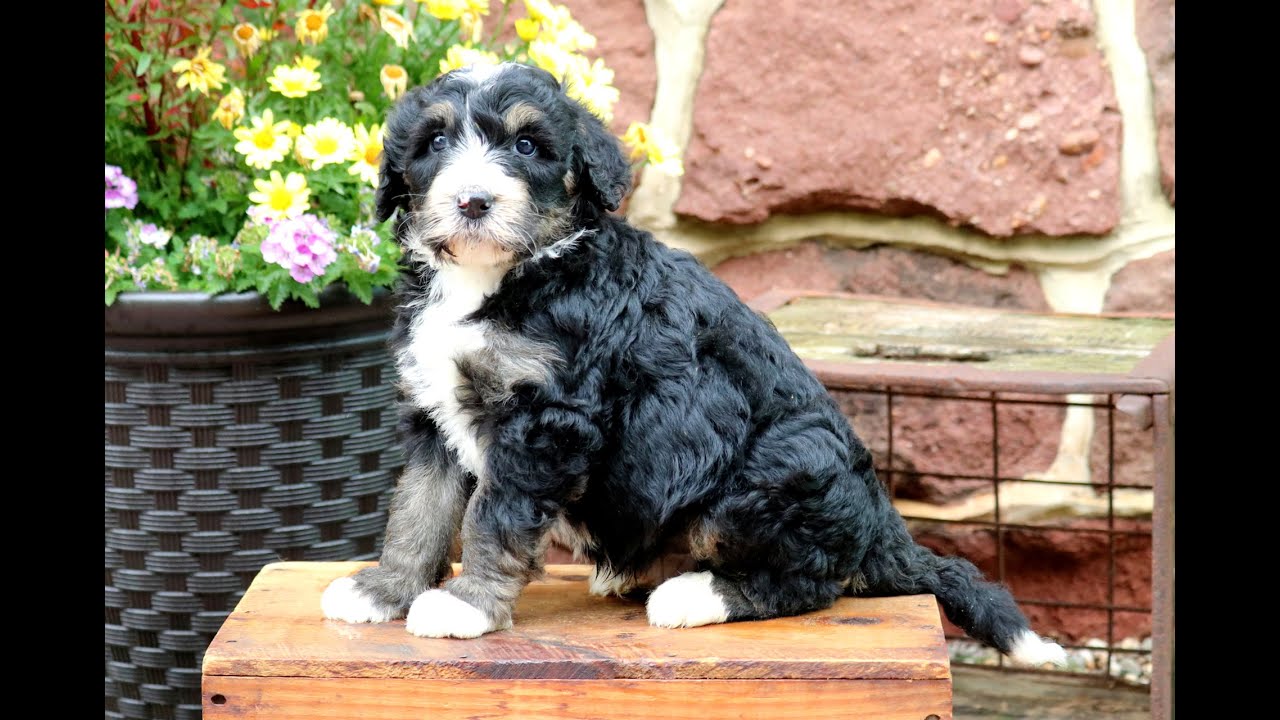 Bernedoodles 6 20 YouTube