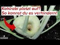 Aufgeplatzter Kohlrabi? So kannst du es verhindern!