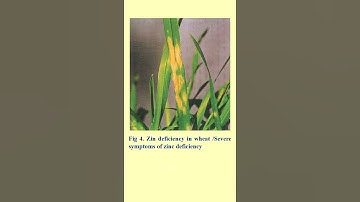 ZINC IN CROP PRODUCTION #shortvideo #agriculture#micronutrients #zinc#@patelpc23