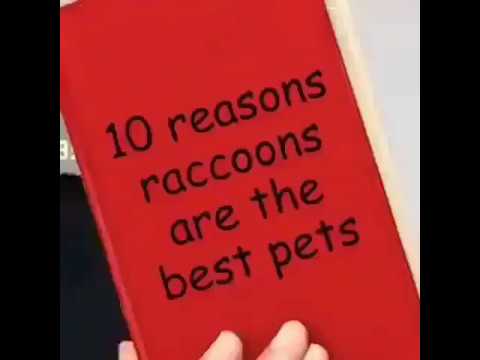 10-reasons-racoons-are-the-best-pets-(meme)
