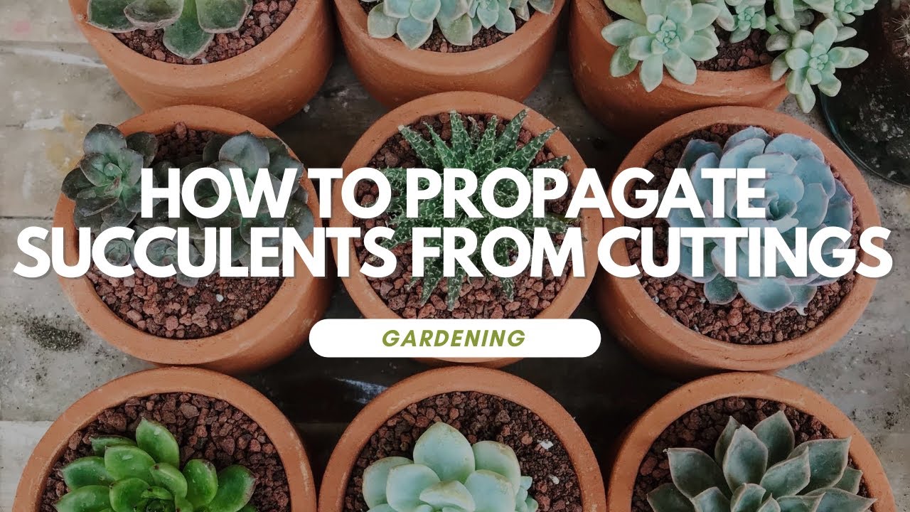 How To Propagate Succulents From Cuttings - YouTube