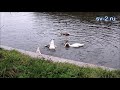 Синхронное плавание)) Бесплатный цирк с лебедями на озере