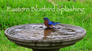 Eastern Bluebird Splashing 💦