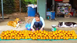 Harvesting Green Oranges Goes To Market Sell  Buy Chicks To Raise | Nhất Daily Life
