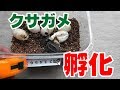 発見したクサガメ卵 ９月末に孵化した