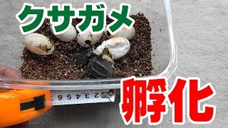 発見したクサガメ卵 ９月末に孵化した