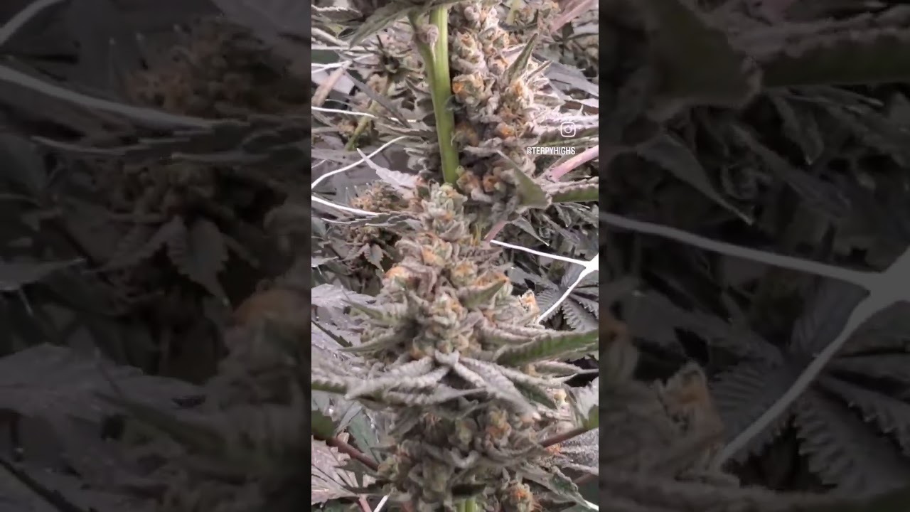 Blue Gas late Flower stage! Terpy Highs