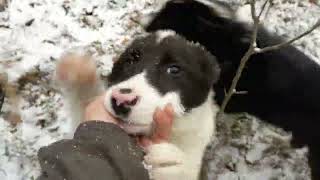 Первый выход со щенками на избу!