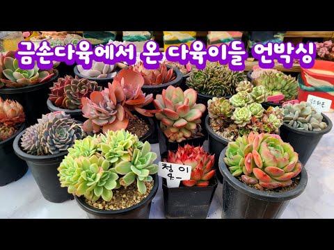 금손다육에서 온 다육이들 연박싱 해요 ~오늘 청이가 너무 예쁩니다~대박이다~ 금손다육 010.5240.3150 #다육이 #다육식물 #succulent #분갈이주의점