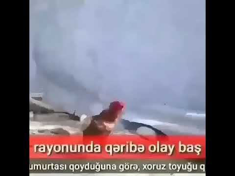 Dehşetli Hadise toyuqlar arasında qetl Er Arvadini qisqancliq zemininde qetle getirdi(prikol)