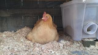 25 minutes of 10 day old chicks and mother hen