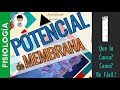 POTENCIAL DE MEMBRANA y Potencial de Acción, Ecuación NERNTS con ejemplos, ELECTROFISIOLOGÍA|P1