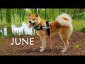 AKITA INU - June Story | 秋田犬