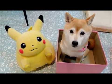 ピカチュウと柴犬いちごとひかり Pikachu and Shiba Inu