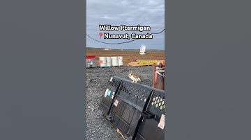 One of my favourite Arctic birds. The Willow Ptarmigan. They are like little chickens (minions) 🐓