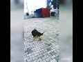 الكلب الوفي