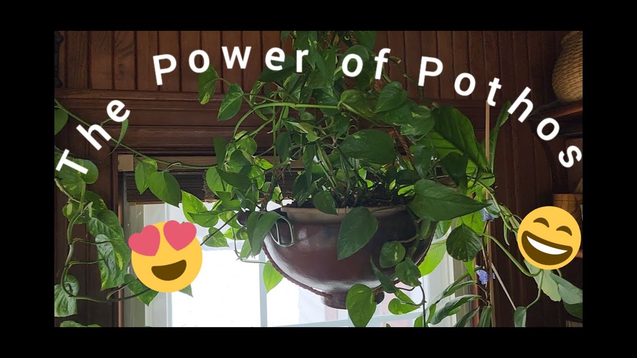 Let's Talk Pothos!  My Pothos Collection is Growing!!!  Pothos Care & Tips