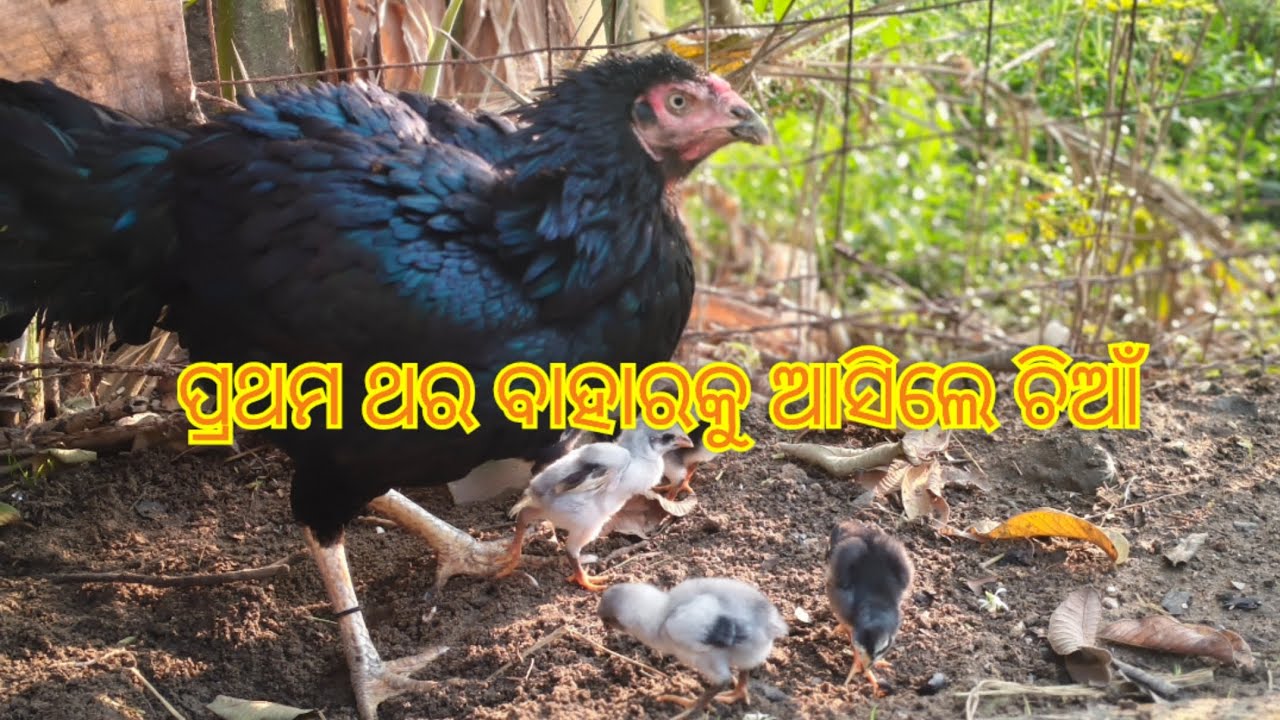 ଛୁଆ ବାହାରିଲେ ମା aseel ra #shorts #shortsfeed #viralvideos #viral #aseel #aseelmurga #angul#odisha 