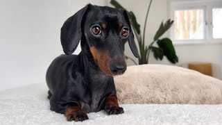 Our Mini Dachshund has seasonal alopecia. by Loulou & Friends 40,712 views 1 month ago 2 minutes, 1 second