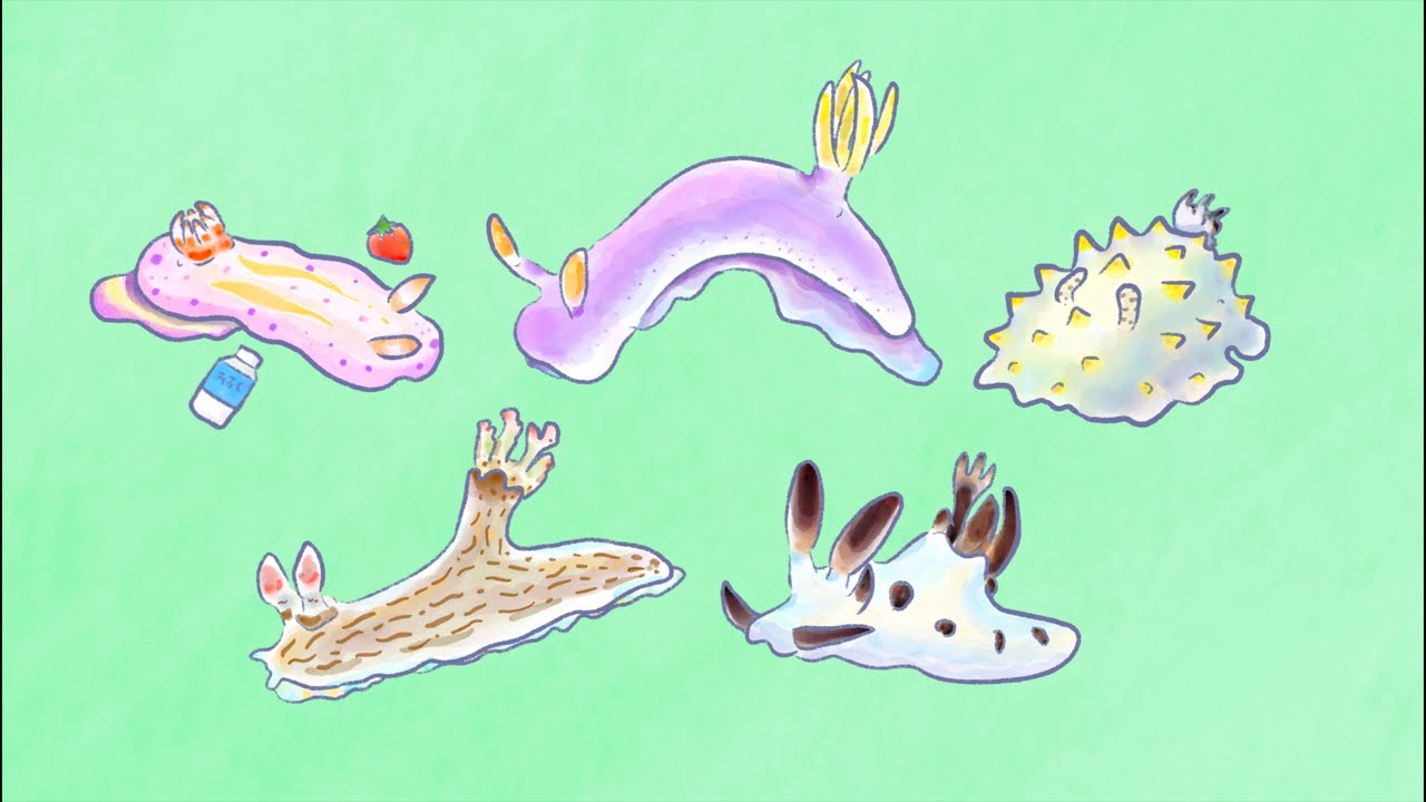 週末おさかな部】お絵かきテーマ「ウミウシ」🎨🐟vol.89 - YouTube