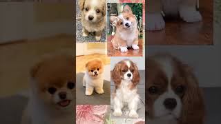 #shorts Создай свою собачку мечты🐕