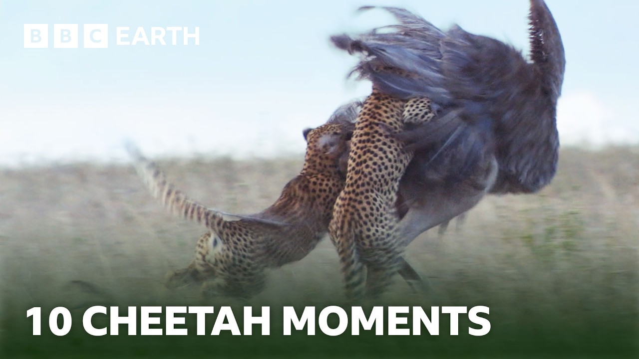 10 Incredible Cheetah Moments 10 Incredible Cheetah Moments