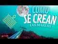 ✅PESCA SUBMARINA🌒¿CÓMO se CREAN Las MAREAS? + JORNADA de Pesca 🎯