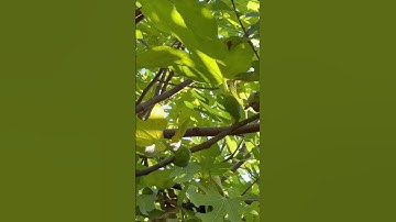 Figs! They look great and taste even better, a must have for any garden! #gardendelight #gardenlove