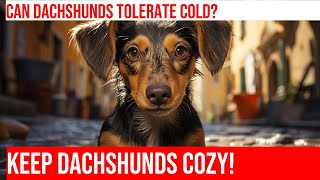 Keeping Your Dachshund Cozy in Cold Weather!