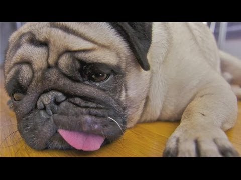 why do pugs get pimples