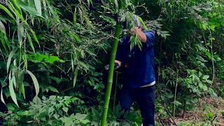 The Forest Fights Back