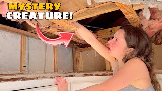 CATCHING THE CREATURE LIVING IN MY ATTIC!