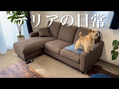 vlog】レークランドテリアと暮らす1人暮らし社会人 男の日常【lakeland terrier】